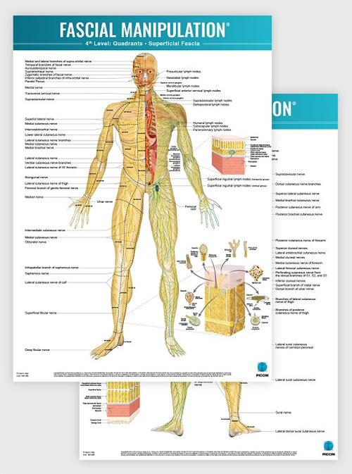 Fascial manipulation. 4th level poster: quadrants-superficial fascia - Stecco - copertina