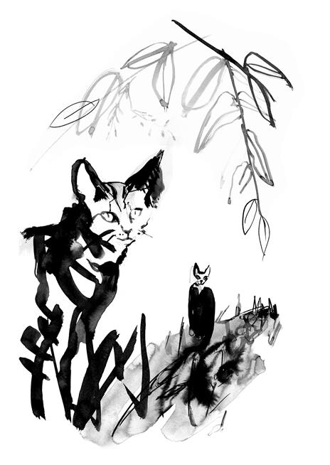 Cat power. Il linguaggio segreto dei gatti e il loro potere terapeutico - Carina Nunstedt,Ulrica Norberg - 5