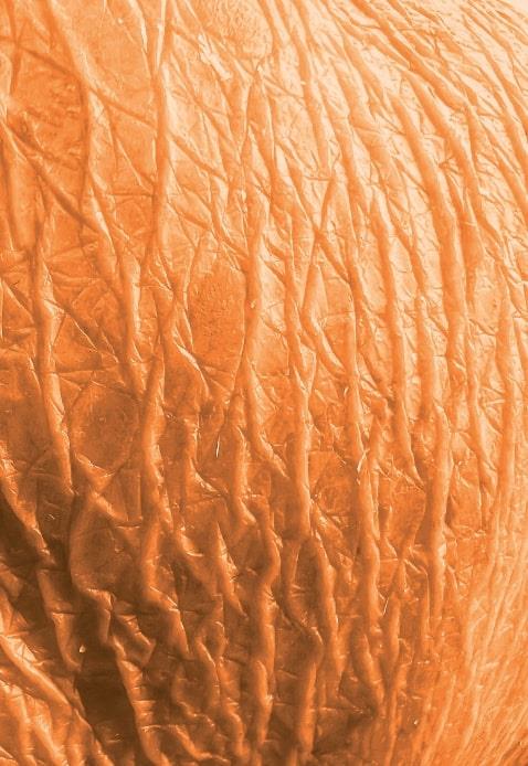 Né capo, né coda. Senza gli alberi, il deserto. Ediz. a colori - Amalia Del Ponte - 6