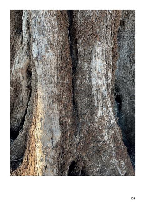 Né capo, né coda. Senza gli alberi, il deserto. Ediz. a colori - Amalia Del Ponte - 8