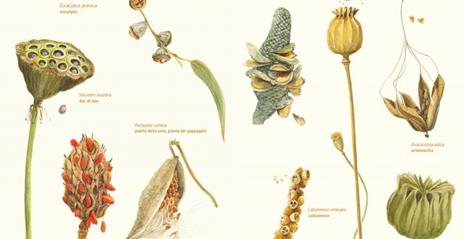 In un seme. Manuale per piccoli collezionisti di meraviglie. Ediz. a colori - Beti Piotto,Gioia Marchegiani - 2