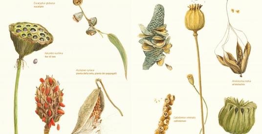 In un seme. Manuale per piccoli collezionisti di meraviglie. Ediz. a colori - Beti Piotto,Gioia Marchegiani - 2