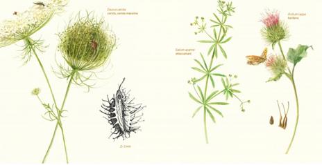 In un seme. Manuale per piccoli collezionisti di meraviglie. Ediz. a colori - Beti Piotto,Gioia Marchegiani - 3