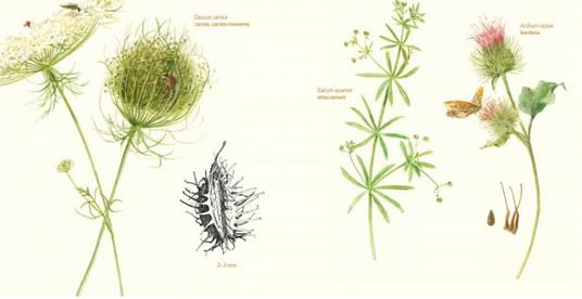 In un seme. Manuale per piccoli collezionisti di meraviglie. Ediz. a colori - Beti Piotto,Gioia Marchegiani - 3