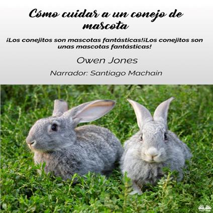 Cómo Cuidar A Un Conejo De Mascota