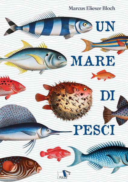 Un mare di pesci. Ediz. a colori - Marcus Elieser Bloch - copertina