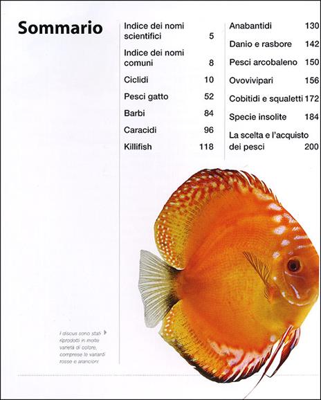 Pesci tropicali d'acqua dolce - 3