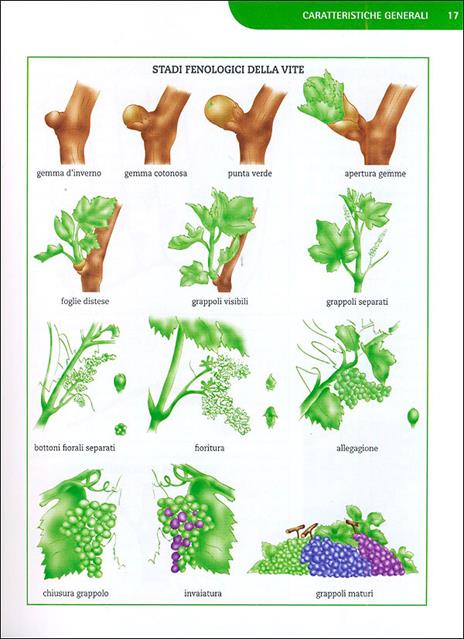 Coltivare la vite. Le varietà, le forme di allevamento, le cure dall'impianto alla raccolta - Pierluigi Villa - 2