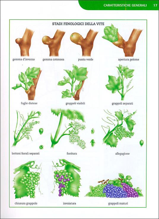 Coltivare la vite. Le varietà, le forme di allevamento, le cure dall'impianto alla raccolta - Pierluigi Villa - 2