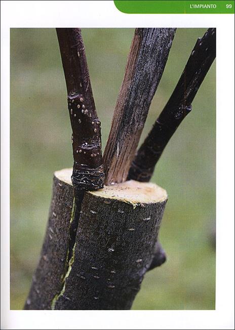 Coltivare la vite. Le varietà, le forme di allevamento, le cure dall'impianto alla raccolta - Pierluigi Villa - 6