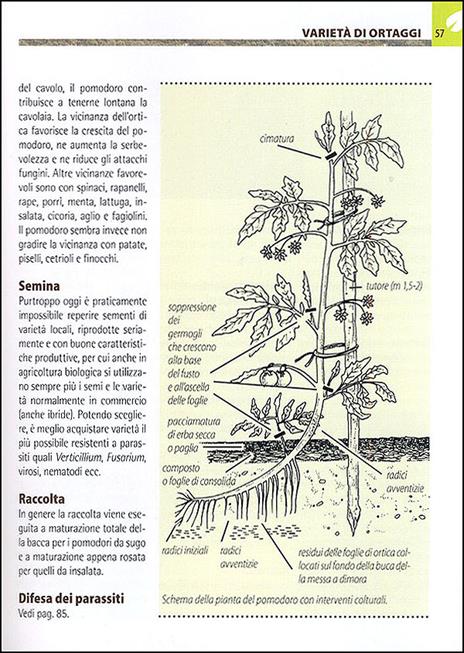 Orto e frutteto biologici. Guida completa per ottenere ortaggi e frutti sani e gustosi - 7