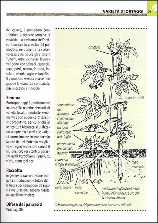 Orto e frutteto biologici. Guida completa per ottenere ortaggi e frutti sani e gustosi - 7