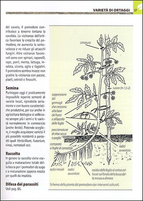 Orto e frutteto biologici. Guida completa per ottenere ortaggi e frutti sani e gustosi - 11