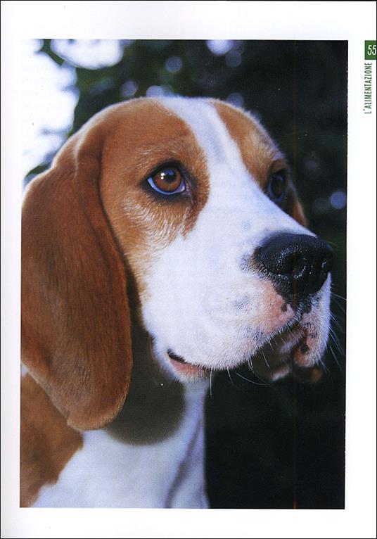 Beagle - Elena Rapello Faion - 5