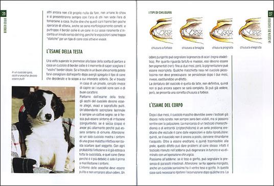 Border collie - Valeria Rossi - 2