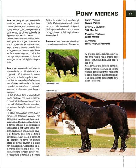 Cavalli da sella - Gianni Ravazzi - 3