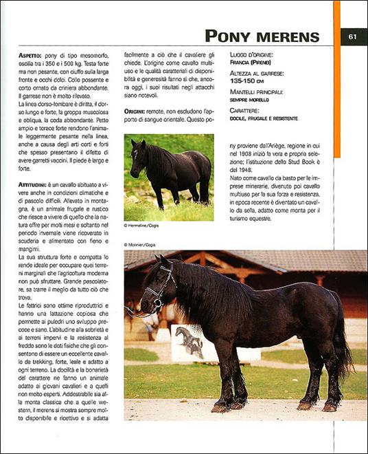 Cavalli da sella - Gianni Ravazzi - 3