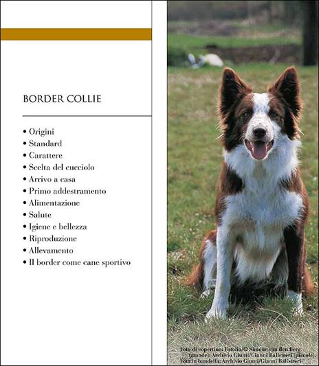 Border collie - Valeria Rossi - 2
