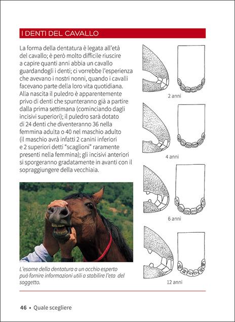 Cavallo. Il manuale completo - Ippolita Orsi - 3