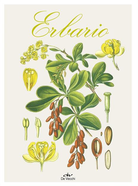 Erbario. Ediz. a colori - Lucia Celli - copertina