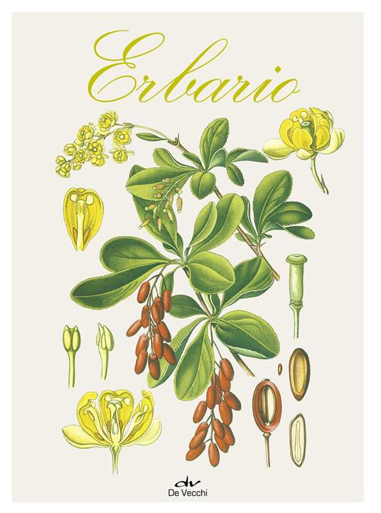 Erbario. Ediz. a colori - Lucia Celli - copertina