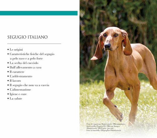 Segugio italiano - Davide Cardia - 3