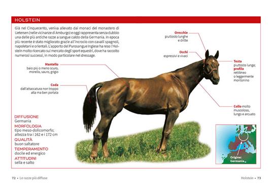 Cavallo. Il manuale completo - Ippolita Orsi - 3