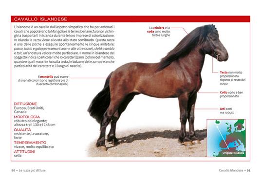 Cavallo. Il manuale completo - Ippolita Orsi - 4