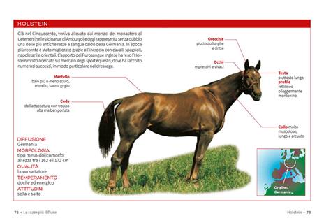 Cavallo. Il manuale completo - Ippolita Orsi - 5