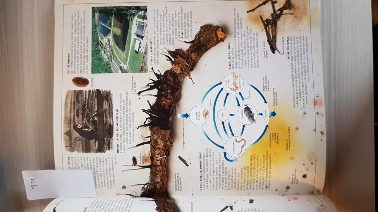 L' ecologia