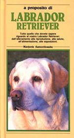 Labrador retriever
