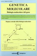 Genetica molecolare. Biologia molecolare del gene