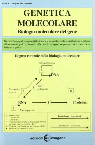 Genetica molecolare. Biologia molecolare del gene - L. Sanguini,M. Cerofolini - copertina