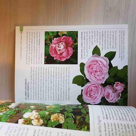 La rosa. Classificazione, cure colturali, scelta. Ediz. illustrata - 2