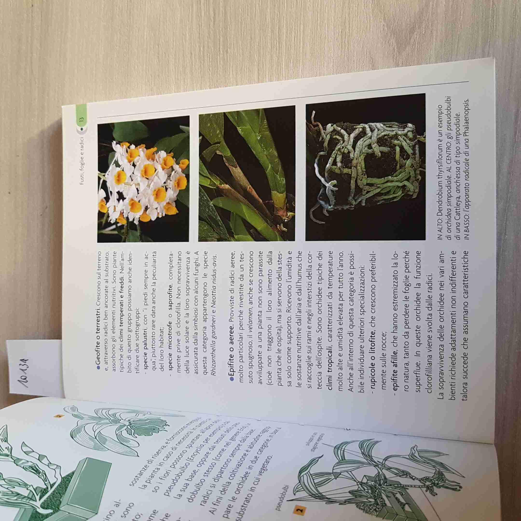 Orchidee. Cure colturali, generi e specie