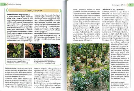 L'orto. Coltivarlo in modo sano e naturale. Ediz. illustrata - 2