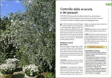 L' olivo. Coltivazione, raccolta e utilizzo. Ediz. illustrata - Adriano Del Fabro - 2