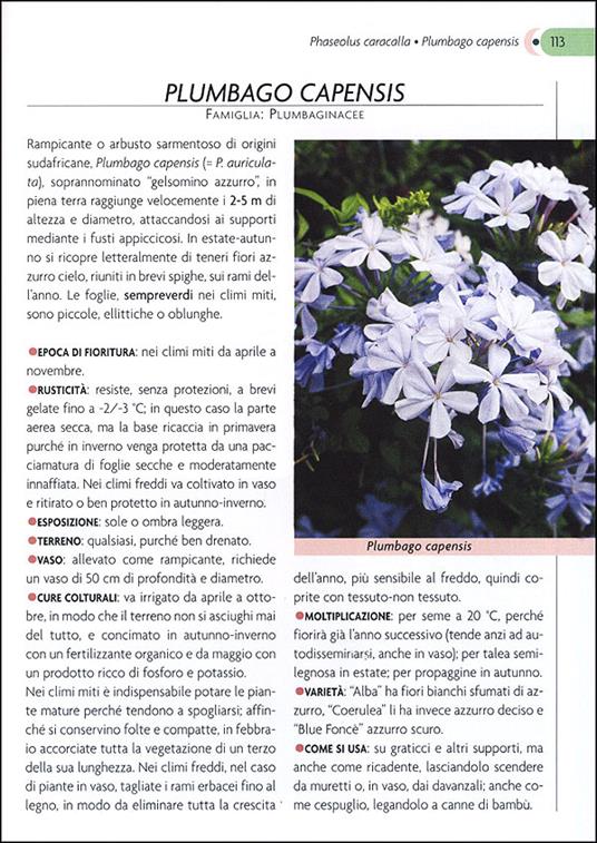 Rampicanti. Cure colturali, generi e specie - Margherita Lombardi - 2