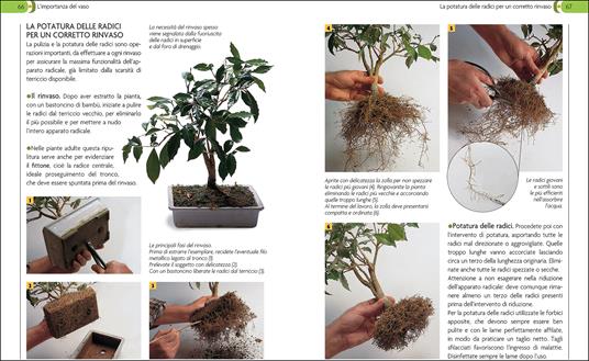 Bonsai. Stili, legature e potature - 2