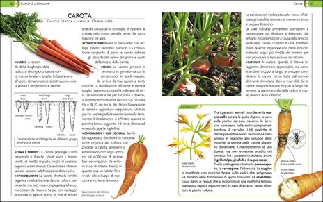 L'orto. Coltivarlo in modo sano e naturale - 4