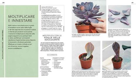 Cactus e succulente. Scelta, coltivazione, disposizione e cura di oltre 200 piante tutte spettacolari - Fran Bailey,Zia Allaway - 4
