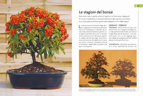 Bonsai. Stili, legature e potature - 6