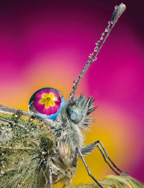 Macrofotografia. Strumenti e tecniche per catturare i dettagli del mondo - Alberto Ghizzi Panizza - 4