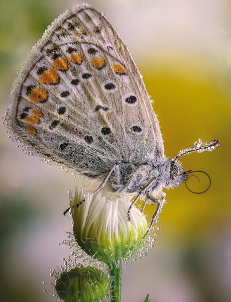 Macrofotografia. Strumenti e tecniche per catturare i dettagli del mondo - Alberto Ghizzi Panizza - 8