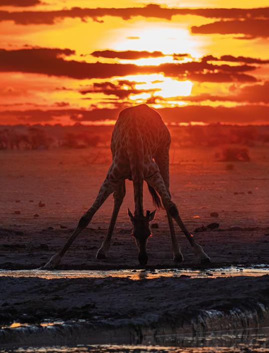 Fotografia naturalistica. L'arte di ritrarre e raccontare la natura - Lello Piazza,Sergio Pitamitz - 5