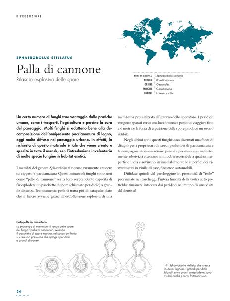 La vita segreta dei funghi - Britt A. Bunyard - 4