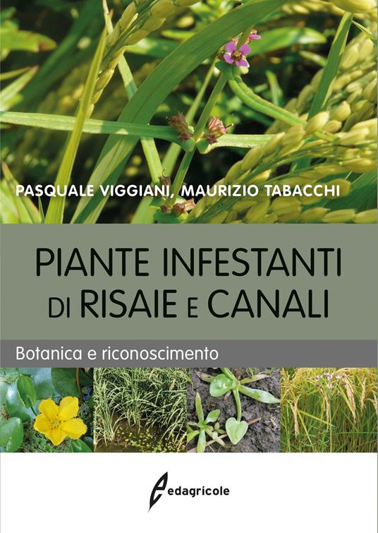 Piante infestanti di risaie e canali. Botanica e riconoscimento - Pasquale Viggiani,Maurizio Tabacchi - copertina