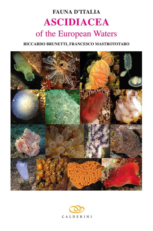 Ascidiacea of the European waters. Ediz. illustrata - copertina