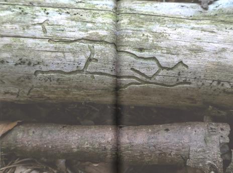 Alberi sapienti antiche foreste. Come guardare, ascoltare e avere cura del bosco. Con ebook - Daniele Zovi - 3