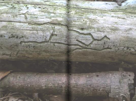 Alberi sapienti antiche foreste. Come guardare, ascoltare e avere cura del bosco. Con ebook - Daniele Zovi - 3